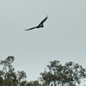 Aquila audax at Acton, ACT - 1 Feb 2019