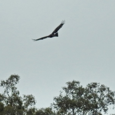 Aquila audax (Wedge-tailed Eagle) at Acton, ACT - 1 Feb 2019 by RodDeb