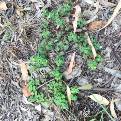 Oxalis sp. (Wood Sorrel) at Attunga Point - 1 Feb 2019 by ruthkerruish