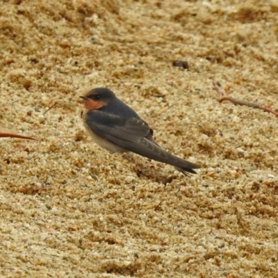 Hirundo neoxena (Welcome Swallow) at Acton, ACT - 1 Feb 2019 by RodDeb