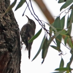 Cormobates leucophaea (White-throated Treecreeper) at Acton, ACT - 1 Feb 2019 by RodDeb