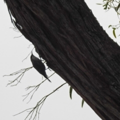 Cormobates leucophaea at Acton, ACT - 1 Feb 2019