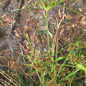 Cyperus eragrostis at Yarralumla, ACT - 1 Feb 2019