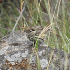 Pyrrholaemus sagittatus (Speckled Warbler) at Cooleman Ridge - 2 Feb 2019 by HelenCross