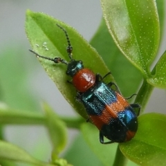 Dicranolaius bellulus (Red and Blue Pollen Beetle) at Kambah, ACT - 2 Feb 2019 by HarveyPerkins