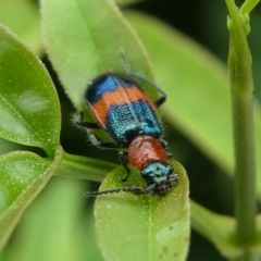 Dicranolaius bellulus at Kambah, ACT - 2 Feb 2019