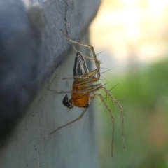 Oxyopes sp. (genus) (Lynx spider) at Kambah, ACT - 30 Jan 2019 by HarveyPerkins