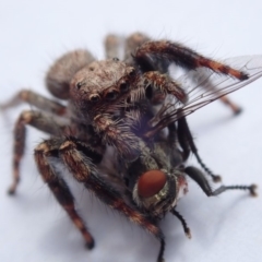 Servaea sp. (genus) (Unidentified Servaea jumping spider) at Spence, ACT - 2 Feb 2019 by Laserchemisty