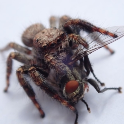 Servaea sp. (genus) (Unidentified Servaea jumping spider) at Spence, ACT - 2 Feb 2019 by Laserchemisty