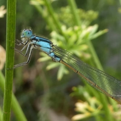 Ischnura heterosticta (Common Bluetail Damselfly) at Kambah, ACT - 20 Jan 2019 by HarveyPerkins