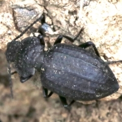 Adelium angulicolle (A darkling beetle) at Mount Ainslie - 1 Feb 2019 by jb2602