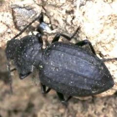 Adelium angulicolle (A darkling beetle) at Majura, ACT - 1 Feb 2019 by jbromilow50