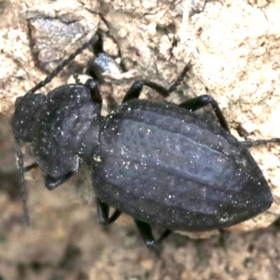 Adelium angulicolle (A darkling beetle) at Majura, ACT - 1 Feb 2019 by jb2602