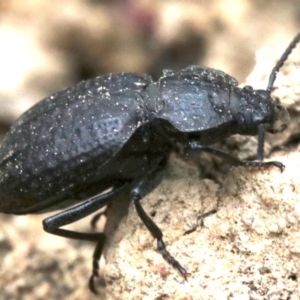 Adelium angulicolle at Majura, ACT - 1 Feb 2019 01:29 PM