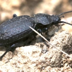 Adelium angulicolle at Majura, ACT - 1 Feb 2019 01:29 PM