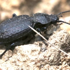 Adelium angulicolle at Majura, ACT - 1 Feb 2019 01:29 PM