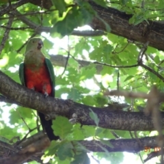Alisterus scapularis (Australian King-Parrot) at Deakin, ACT - 30 Jan 2019 by TomT