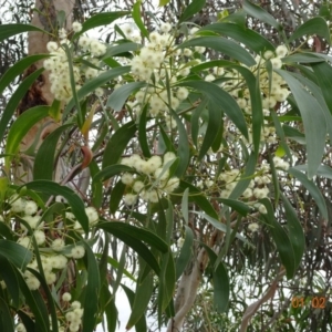 Acacia implexa at Deakin, ACT - 1 Feb 2019 09:36 AM