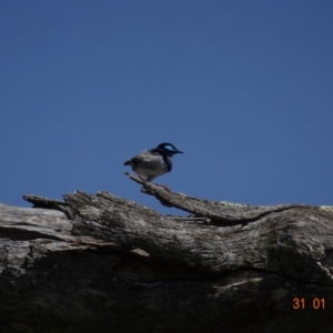 Malurus cyaneus at Deakin, ACT - 31 Jan 2019 10:29 AM