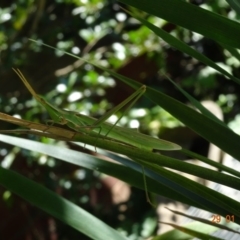 Acrida conica (Giant green slantface) at Hughes, ACT - 29 Jan 2019 by TomT