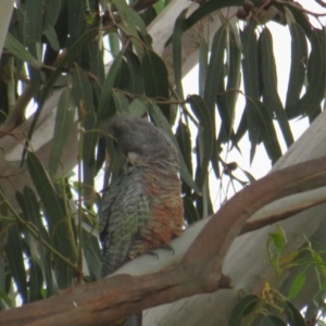 Callocephalon fimbriatum at Curtin, ACT - suppressed