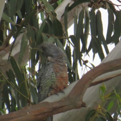 Callocephalon fimbriatum (Gang-gang Cockatoo) at Curtin, ACT - 2 Feb 2019 by tom.tomward@gmail.com