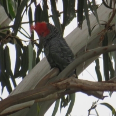 Callocephalon fimbriatum at Curtin, ACT - suppressed