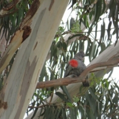 Callocephalon fimbriatum at Curtin, ACT - suppressed