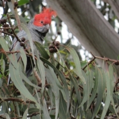 Callocephalon fimbriatum at Curtin, ACT - suppressed