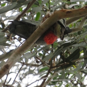 Callocephalon fimbriatum at Curtin, ACT - suppressed