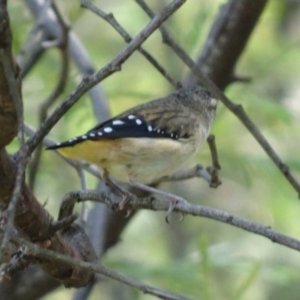 Pardalotus punctatus at Deakin, ACT - 31 Jan 2019