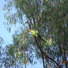 Polytelis swainsonii (Superb Parrot) at Federal Golf Course - 28 Jan 2019 by TomT