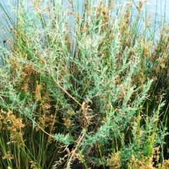 Epilobium billardiereanum subsp. cinereum (Hairy Willow Herb) at Yarralumla, ACT - 31 Jan 2019 by ruthkerruish