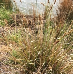 Carex appressa (Tall Sedge) at Yarralumla, ACT - 31 Jan 2019 by ruthkerruish