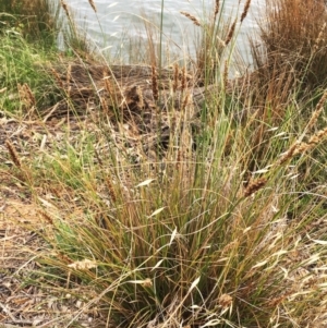 Carex appressa at Yarralumla, ACT - 1 Feb 2019 10:00 AM