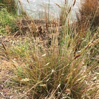 Carex appressa (Tall Sedge) at Yarralumla, ACT - 31 Jan 2019 by ruthkerruish