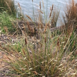 Carex appressa at Yarralumla, ACT - 1 Feb 2019 10:00 AM