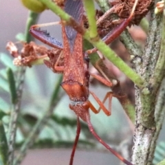 Melanacanthus scutellaris (Small brown bean bug) at Majura, ACT - 1 Feb 2019 by jb2602