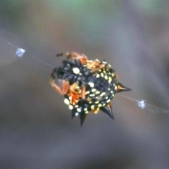 Austracantha minax (Christmas Spider, Jewel Spider) at Majura, ACT - 1 Feb 2019 by jbromilow50