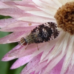 Tephritidae sp. (family) at Acton, ACT - 2 Feb 2019 10:37 AM