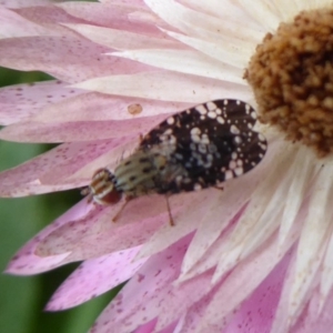 Tephritidae sp. (family) at Acton, ACT - 2 Feb 2019