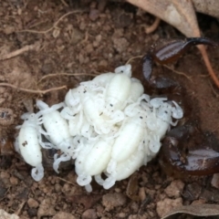 Urodacus manicatus (Black Rock Scorpion) at Majura, ACT - 1 Feb 2019 by jb2602