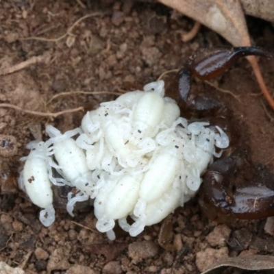 Urodacus manicatus (Black Rock Scorpion) at Majura, ACT - 1 Feb 2019 by jbromilow50