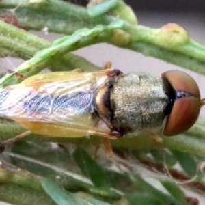 Odontomyia decipiens at Majura, ACT - 1 Feb 2019