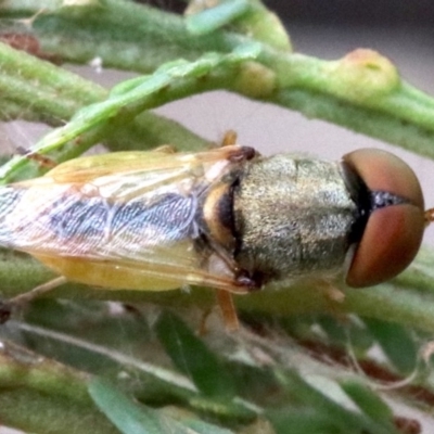 Odontomyia decipiens (Green Soldier Fly) at Majura, ACT - 1 Feb 2019 by jb2602