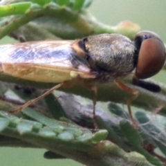 Odontomyia decipiens at Majura, ACT - 1 Feb 2019