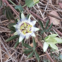 Passiflora caerulea (Blue Passionflower) at Isaacs, ACT - 2 Feb 2019 by Mike