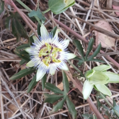 Passiflora caerulea (Blue Passionflower) at Isaacs, ACT - 2 Feb 2019 by Mike