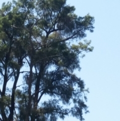 Callocephalon fimbriatum (Gang-gang Cockatoo) at Woodstock Nature Reserve - 30 Jan 2019 by NickDaines