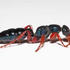 Diamma bicolor (Blue ant, Bluebottle ant) at Paddys River, ACT - 2 Feb 2019 by TimL